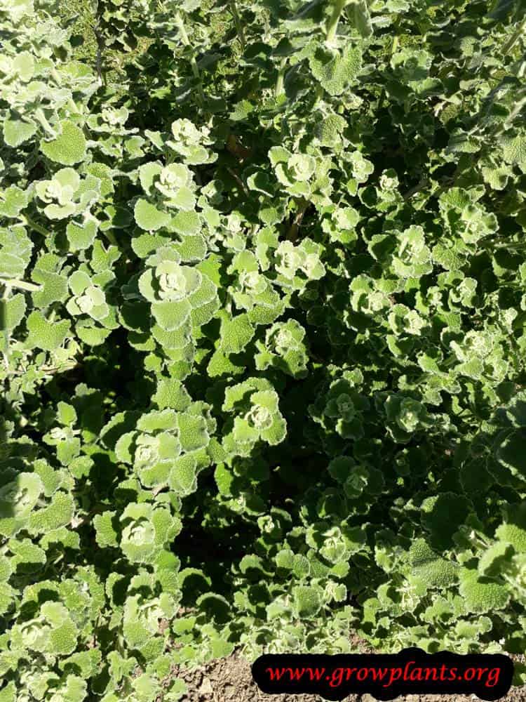 Growing Ballota hirsuta plant