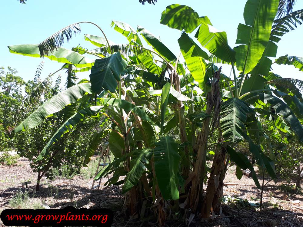 Banana tree grow and care