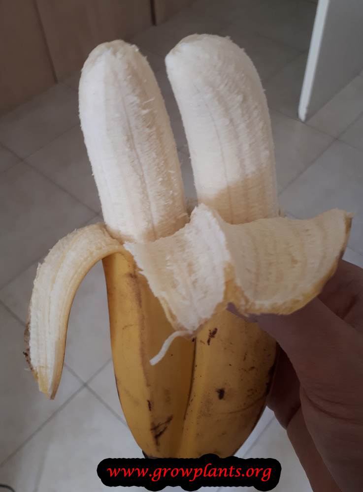 Banana tree harvest fruit