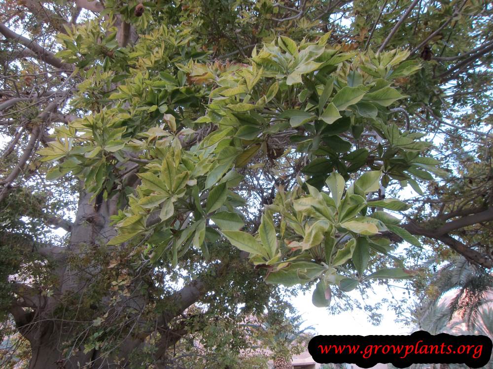 Growing Baobab plant