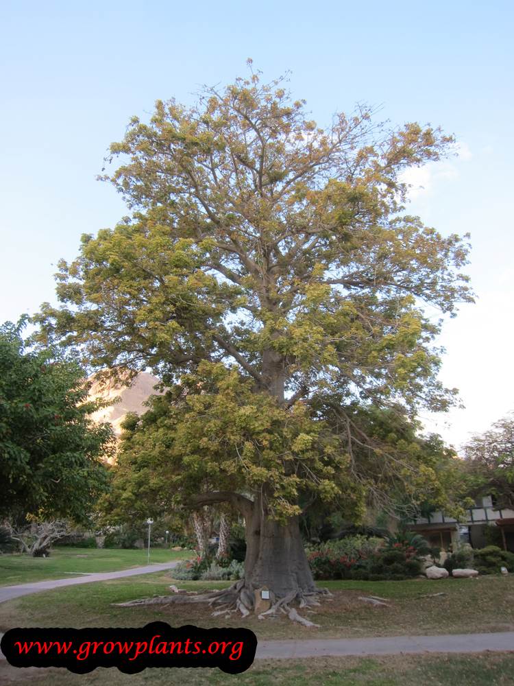 planting Baobab plant