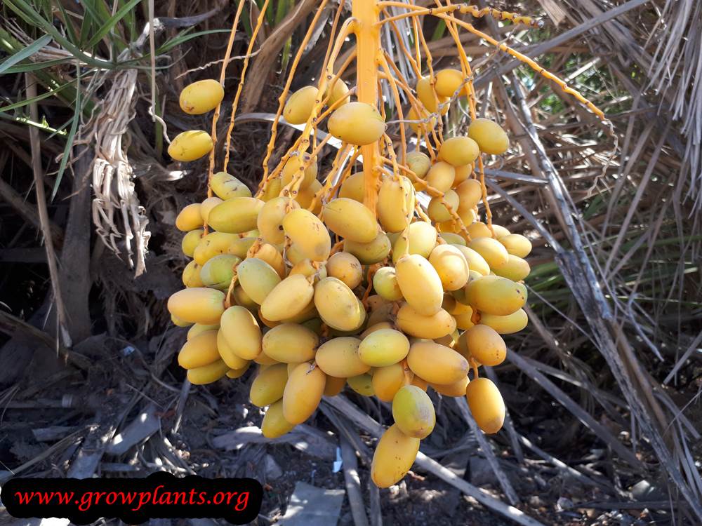 Barhi Dates tree