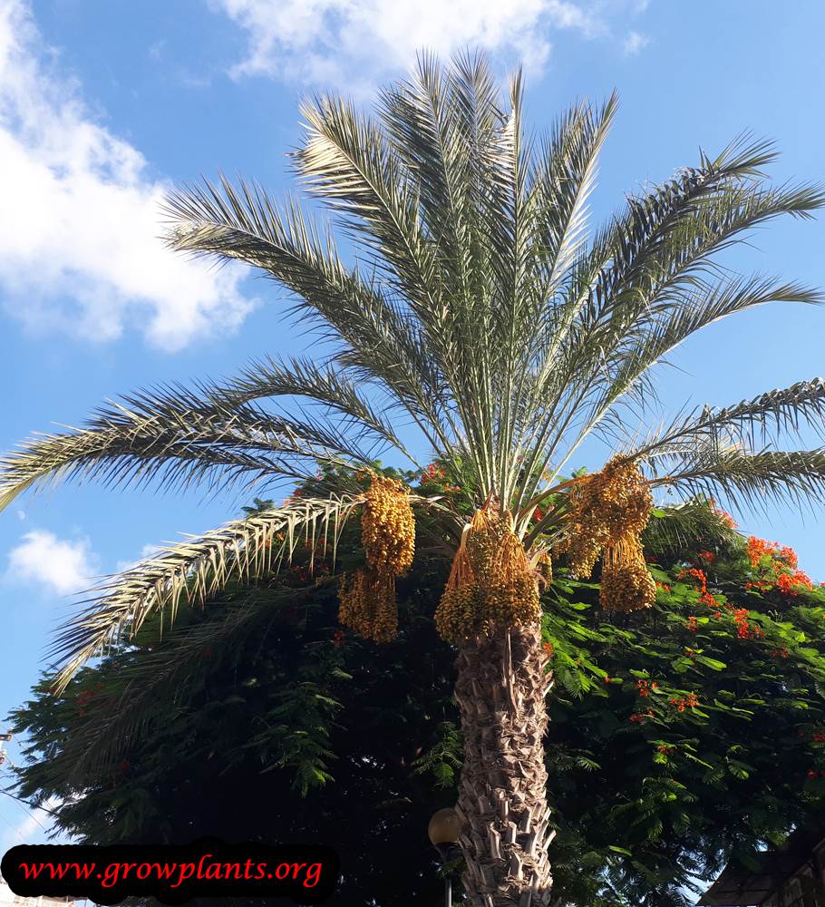 Barhi Dates tree care