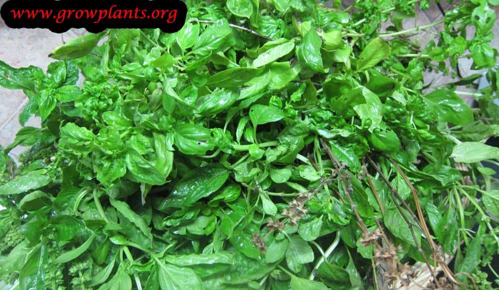 Growing Basil plant