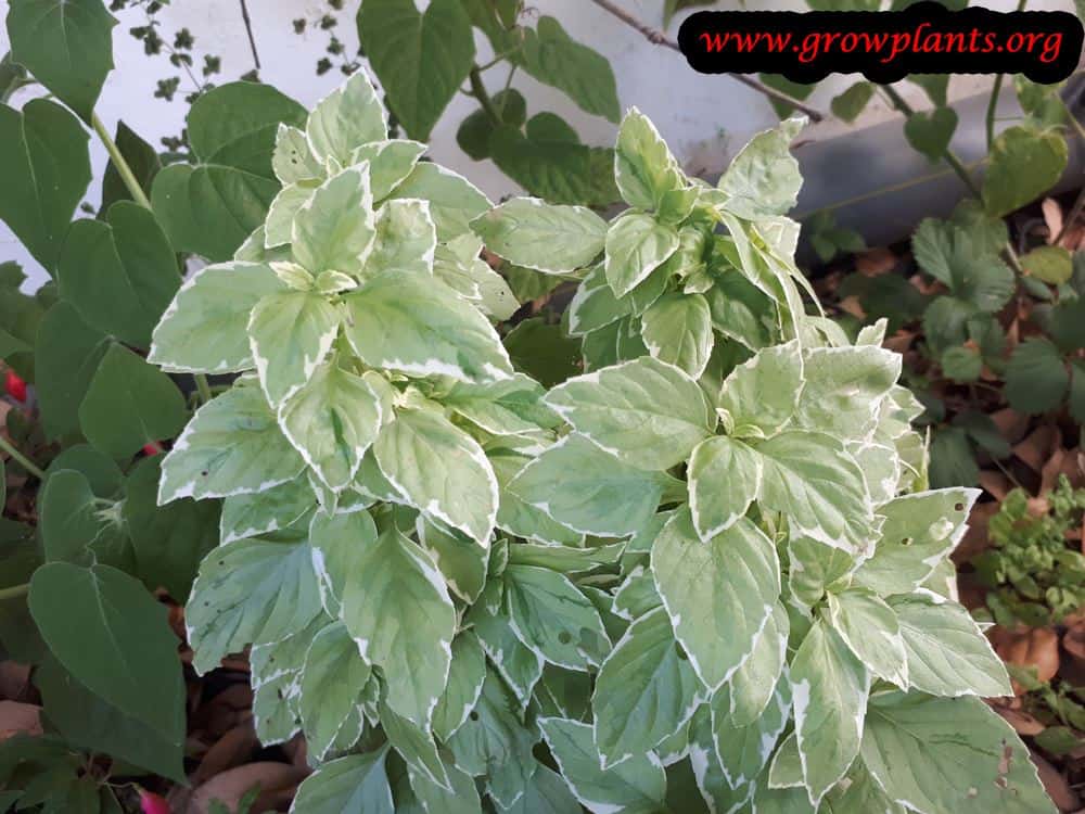 Growing Basil pesto perpetuo