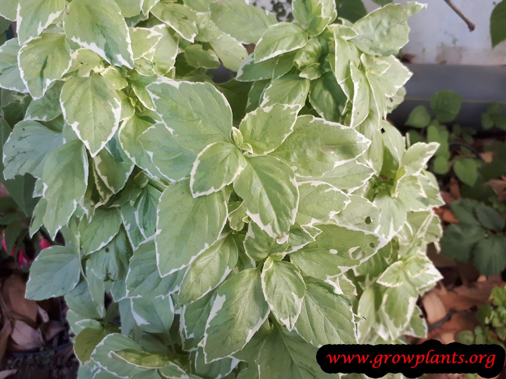 Basil Pesto How to grow & care