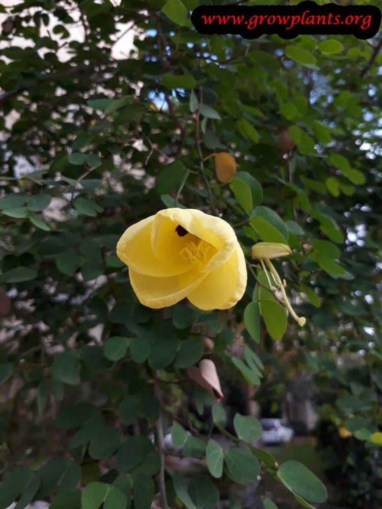 Bauhinia tomentosa