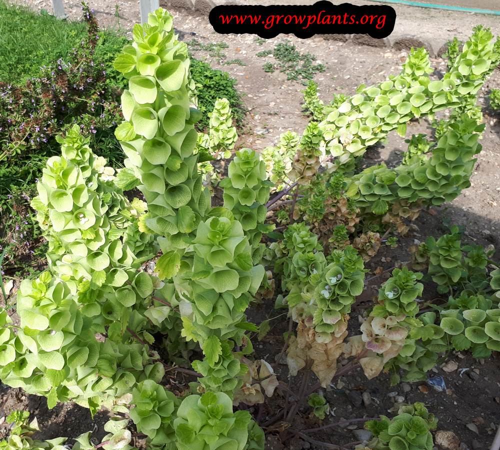 Bells of Ireland How to grow & care