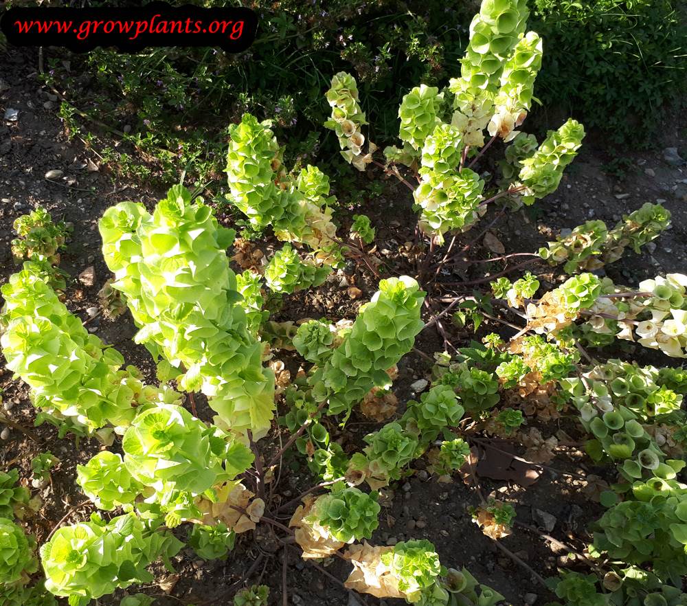 Bells of Ireland How to grow & care