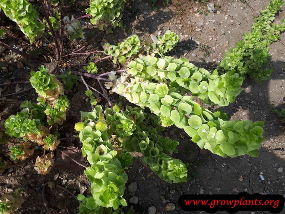 Bells of Ireland How to grow & care