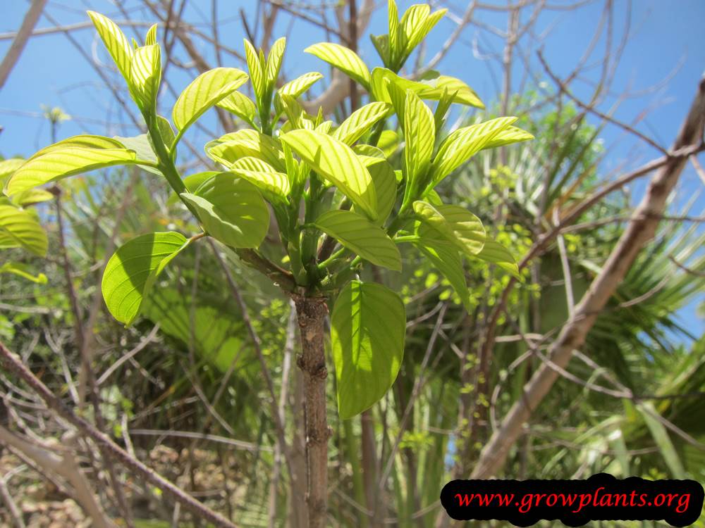 Berchemia discolor