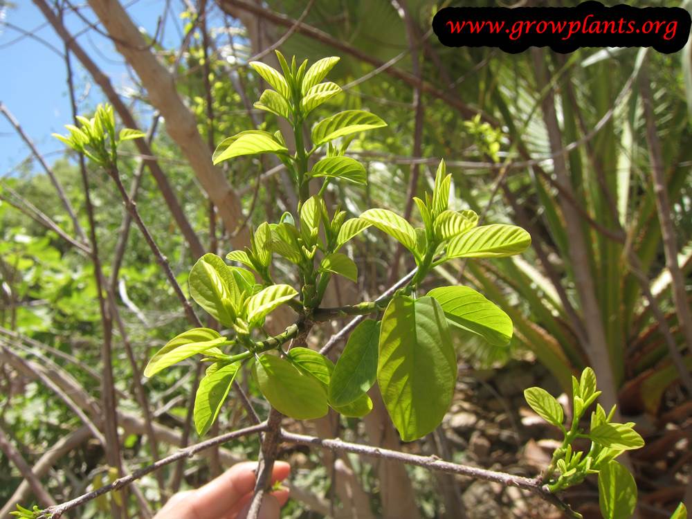 Berchemia discolor plant care