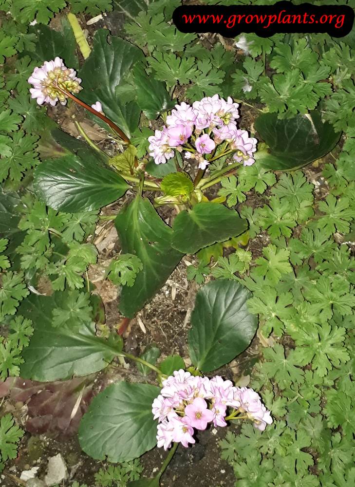 Bergenia crassifolia plant care