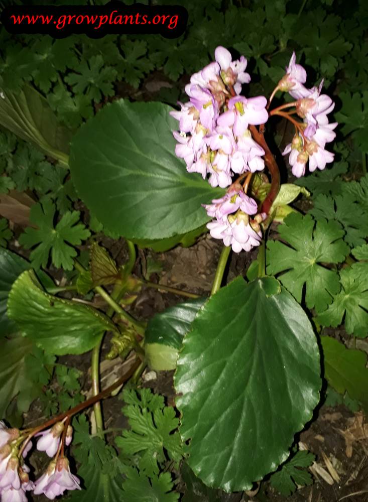 Growing Bergenia crassifolia plant