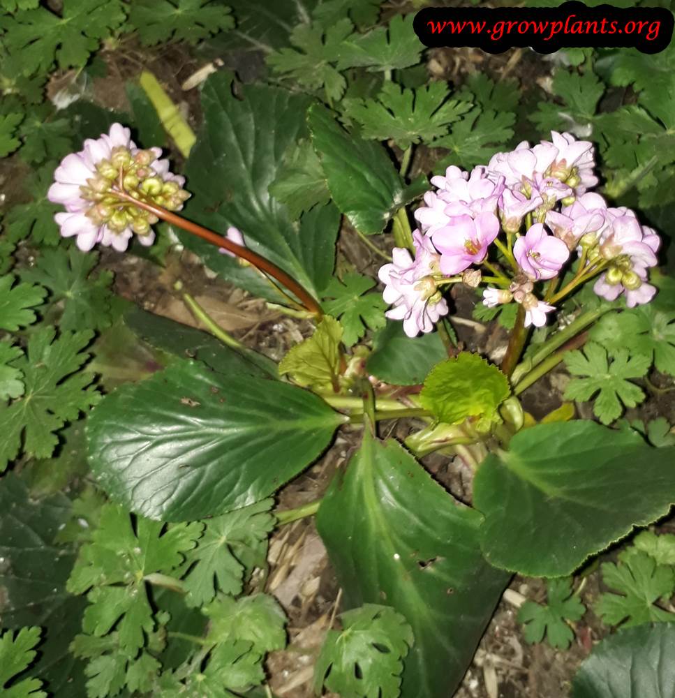 Bergenia crassifolia flowers