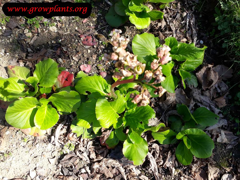 Bergenia purpurascens