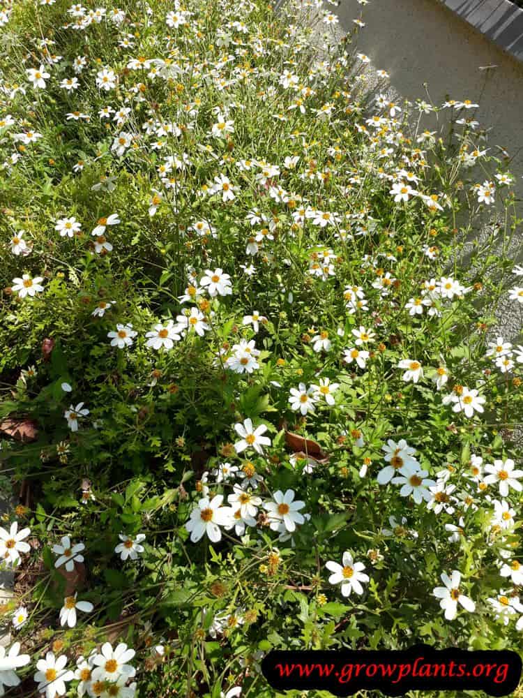 Bidens alba