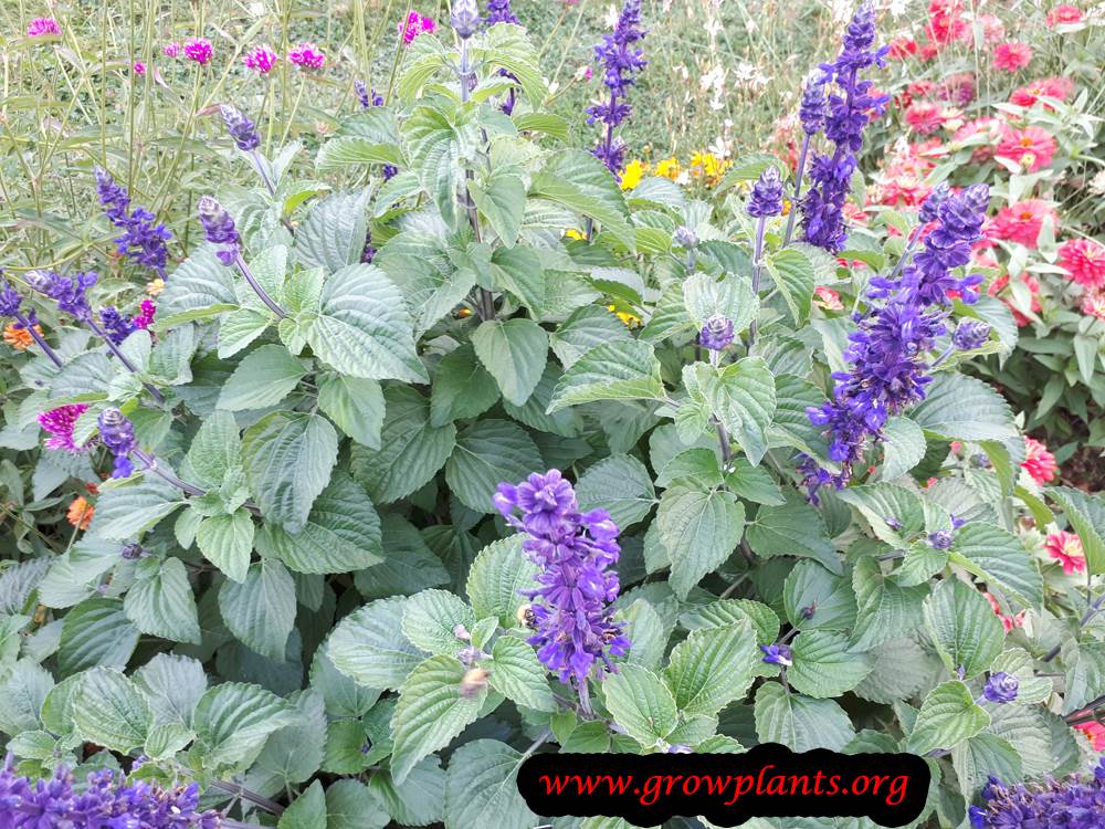 Big Blue Salvia