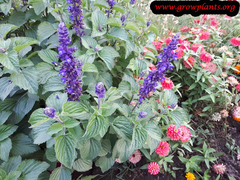 Big Blue Salvia plant care