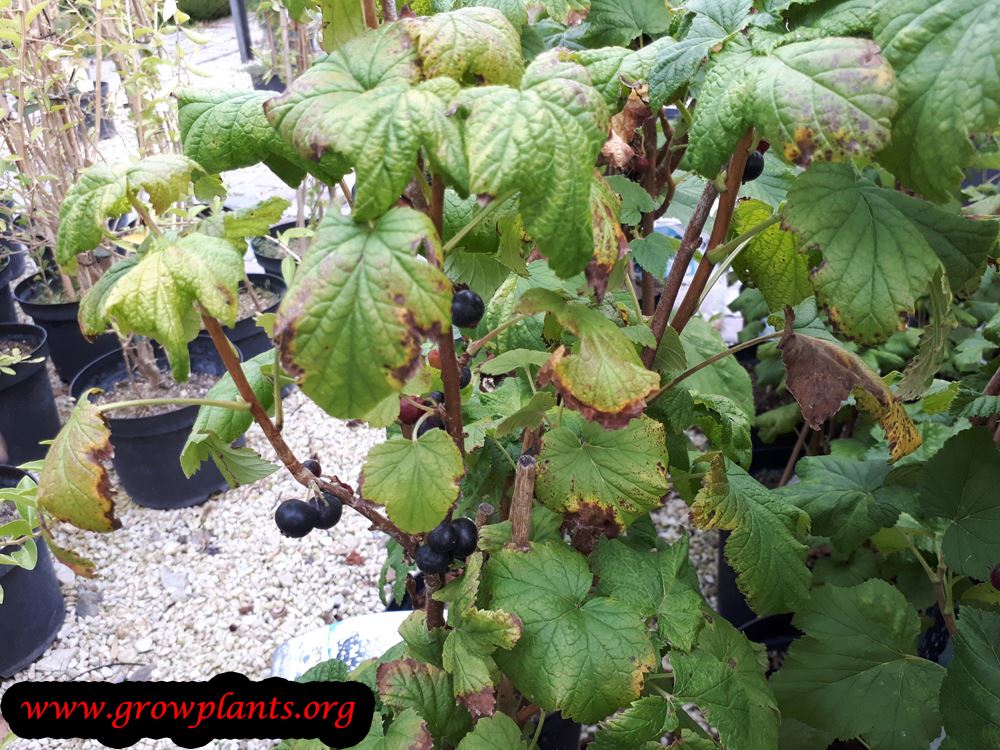 Growing Black currant plant