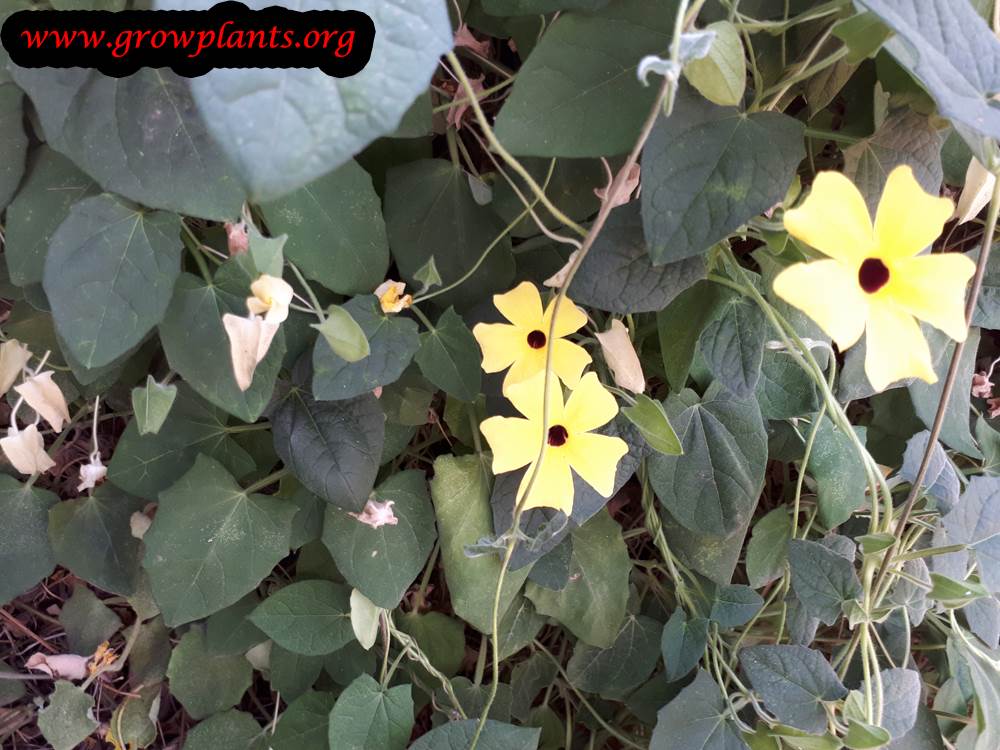 Thunbergia alata