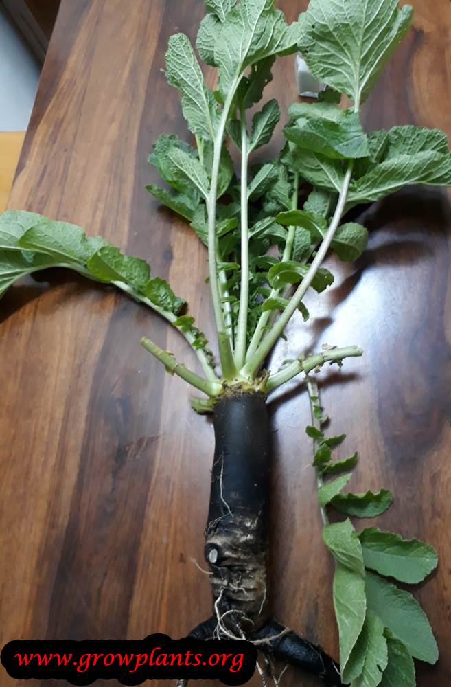 Black radish How to grow & care