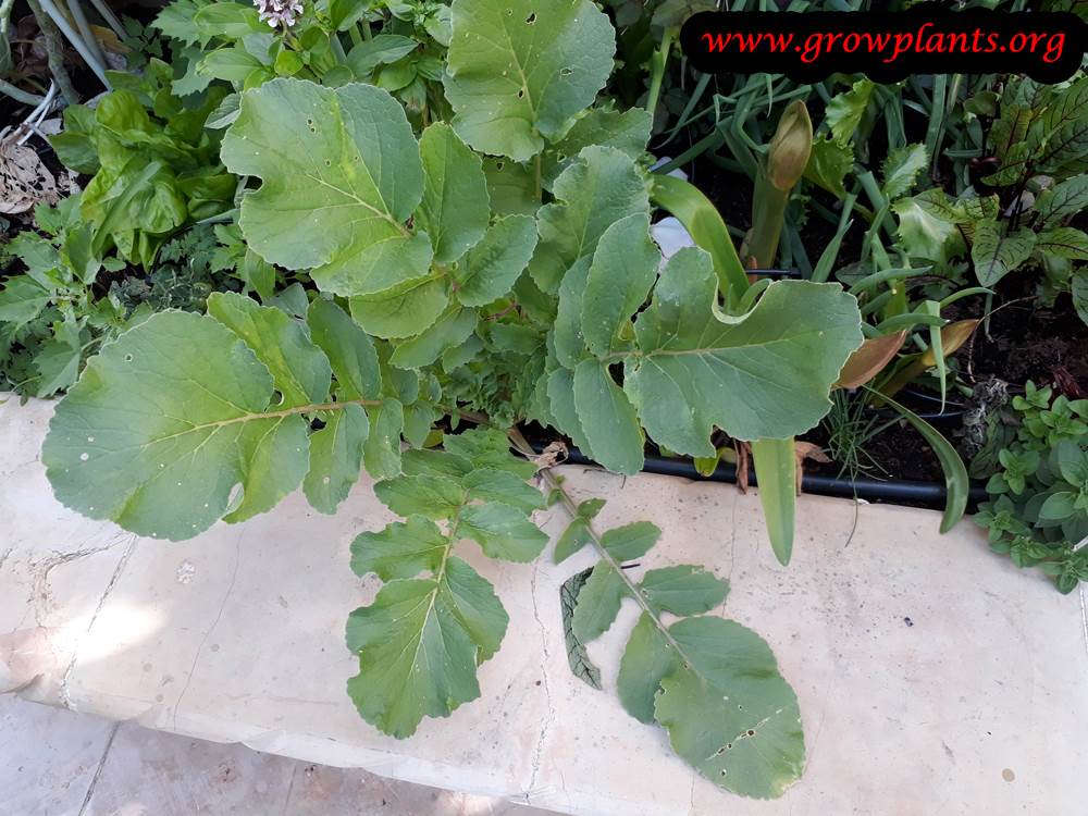 how much are all black roshes