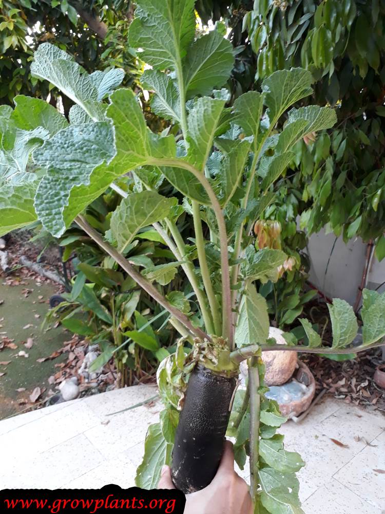 Black radish How to grow & care