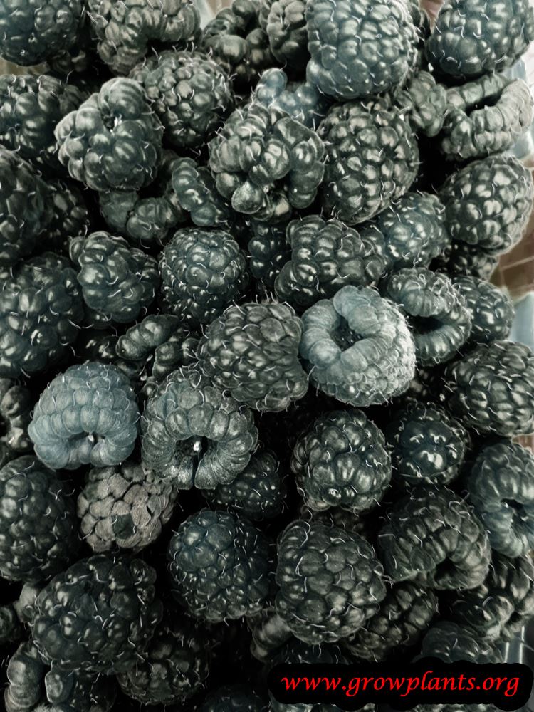 Black raspberry