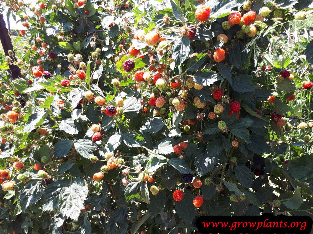 Blackberry plant harvesting