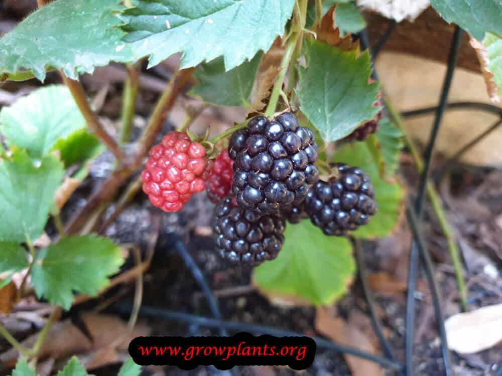 Blackberry harvesting information
