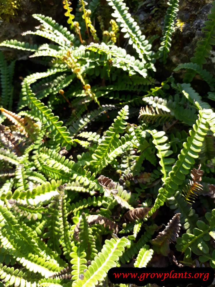 Blechnum penna marina