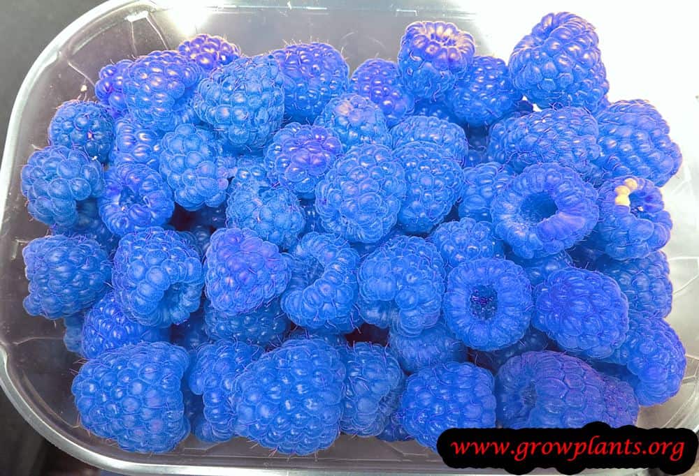Blue raspberry plant
