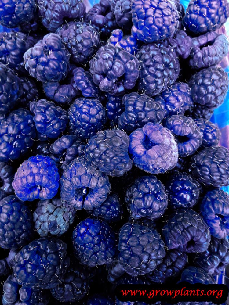 Blue raspberry How to grow & care