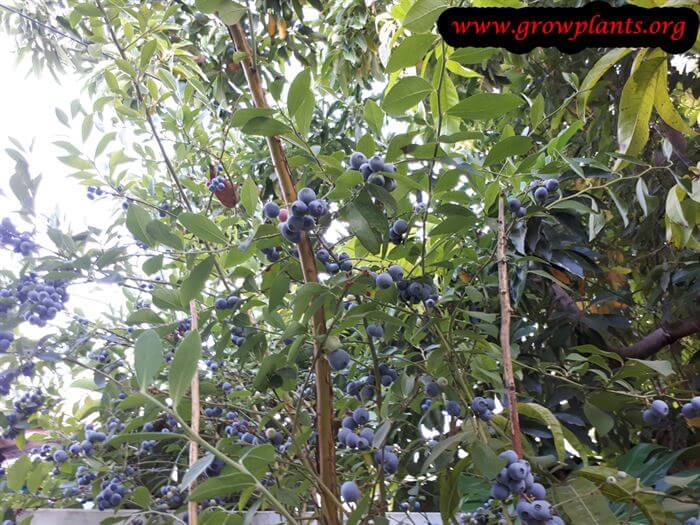 Blueberry Highbush How to grow &amp; care