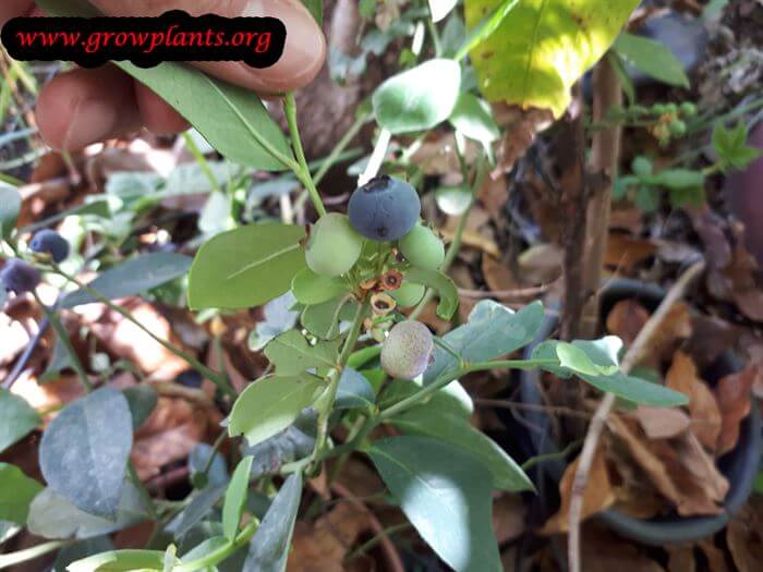 Blueberry lowbush plant care