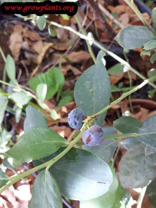 Blueberry lowbush fruits