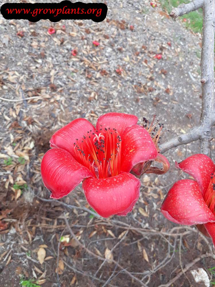 Bombax ceiba red flower