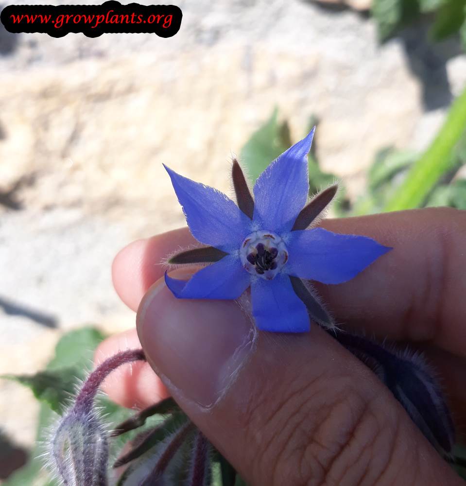 Borage flower