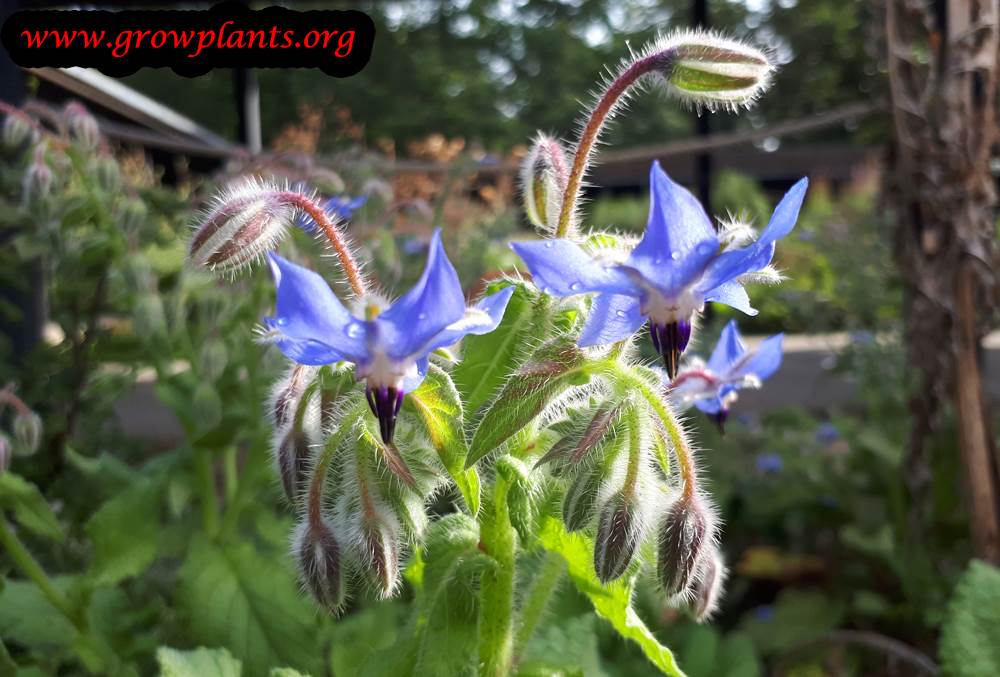 Borage flower season