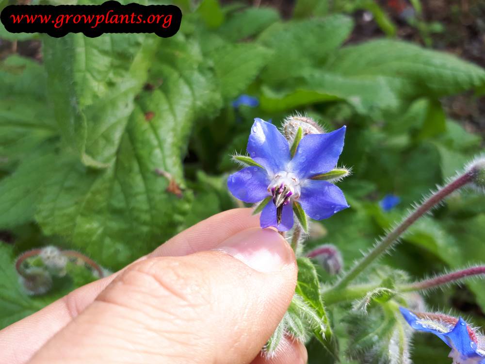 Blooming Borage flower