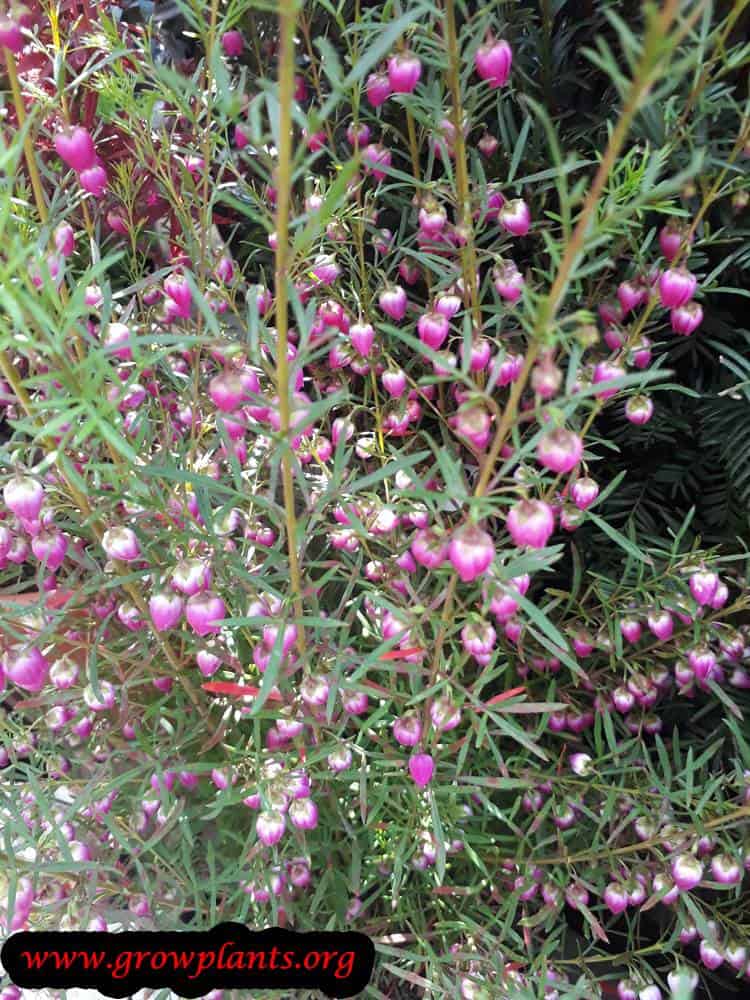 Boronia heterophylla