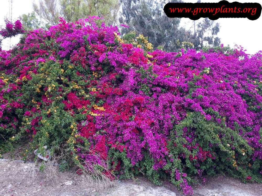 Bougainvillea hedge plant