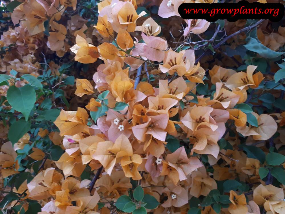 Bougainvillea plant care