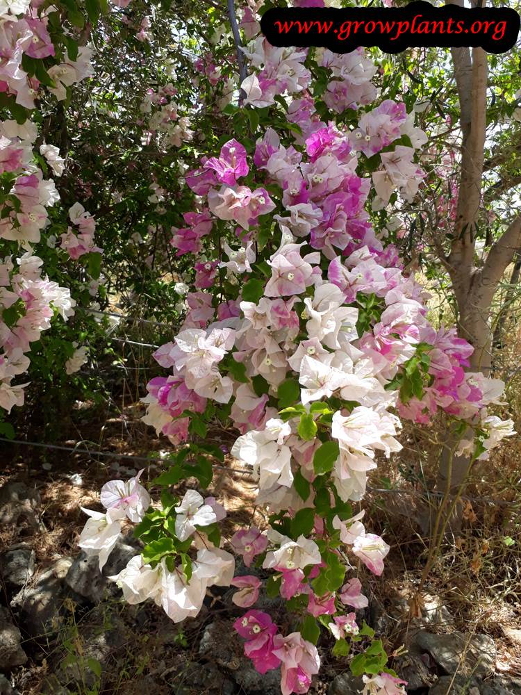Bougainvillea white and purple flowers