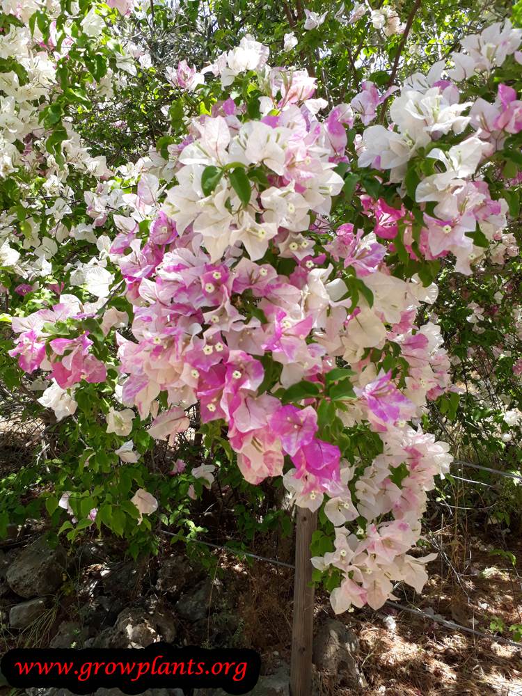 Bougainvillea plant care