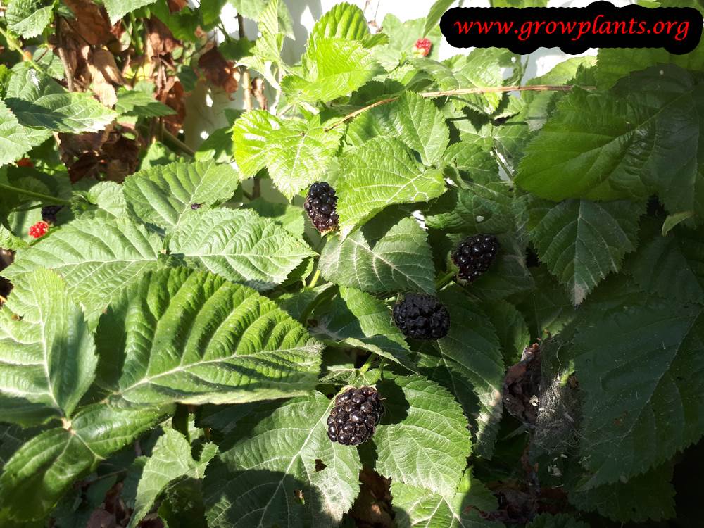 Growing Boysenberry