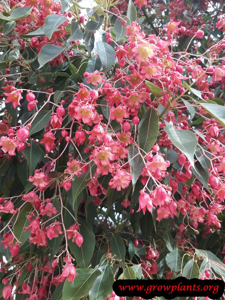 Brachychiton tree care