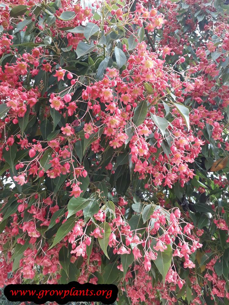 Growing Brachychiton tree