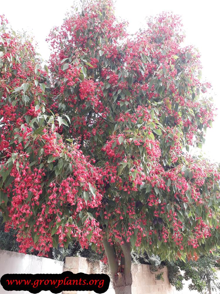 Brachychiton tree flower